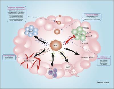 Myeloid-Derived Suppressor Cells: A Multifaceted Accomplice in Tumor Progression